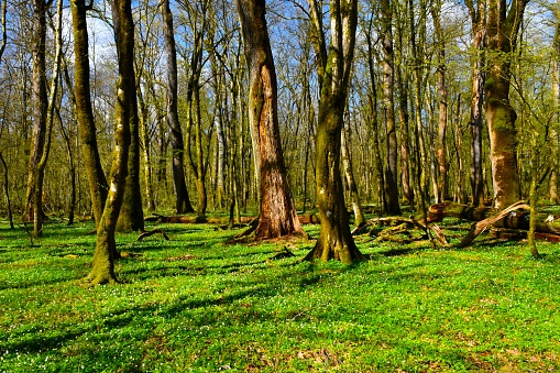Old-growth Krakov wetland forest in spring with herbaceous plants covering the ground in Dolenjska, Slovenia
