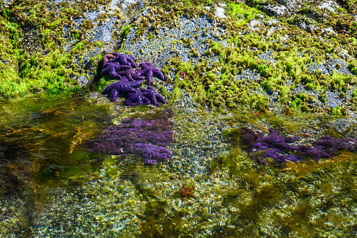 Starfish on tidal flats with lush algae