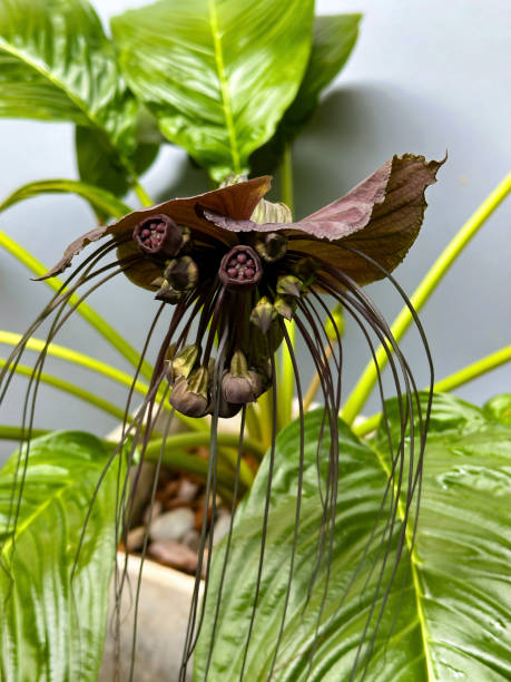 istock Exotic Tacca Plant Blooms 2148037309