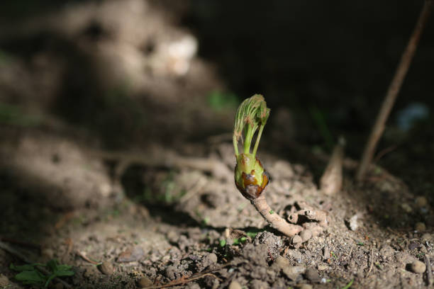 Shallow depth of field (selective focus) of a young tree sprout during a sunny spring day.