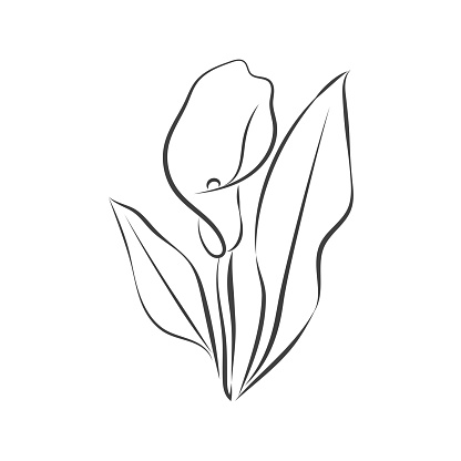 Calla lily flower isolated on white background. Outline drawing of calla lily flower Vector black and white doodle illustration, hand drawing eps10