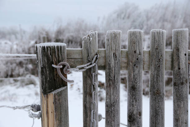 Fence and trees after snowstorm