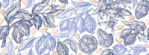 Vector illustration of Cocoa sketch pattern Chocolate bean, leaves, fruit