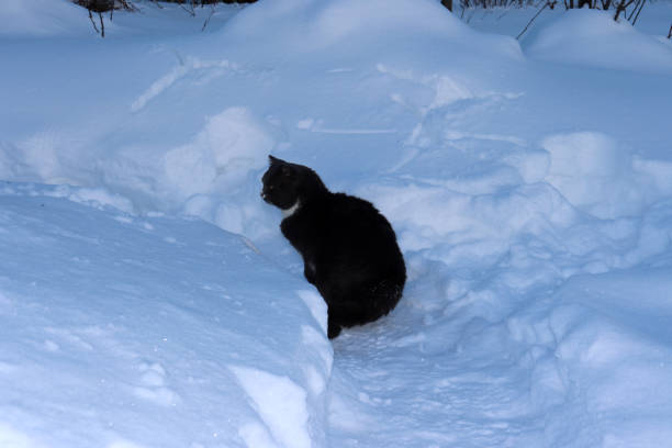 istock A gray wild cat sits on the snow and watches 2148040949