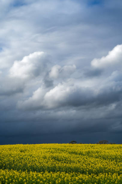 Harvest field of rapeseed