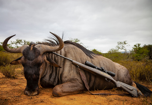 Traditional legal hunting trophy of the blue wildebeest antelope and rifle with optics after hunting. Typical wild bull blue wildebeest as result of plains game in Africa.