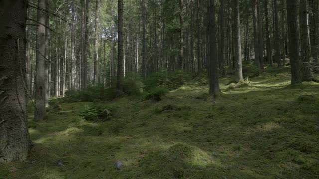 Steadicam shot in a dark forest with green moss