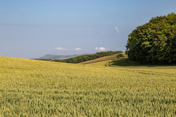 istock Cereal crops growing in the South Downs, on a sunny summer's day 2148041677