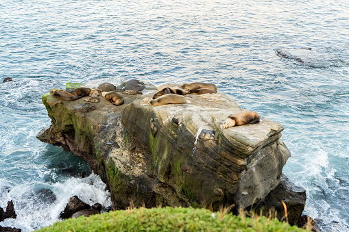 A group of seals are resting on a rock in the ocean at La jolla Cove, San Diego, California