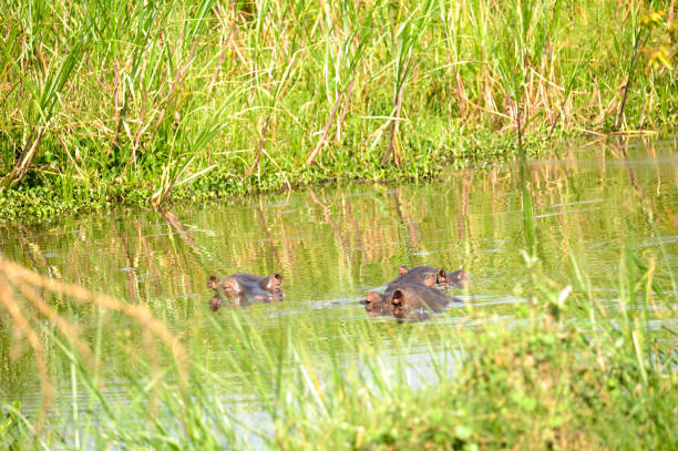 nijpaarden in akagera national park rwanda