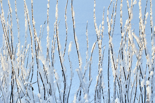 Landscape with a frozen lake, snow and golden, warm sunlight.