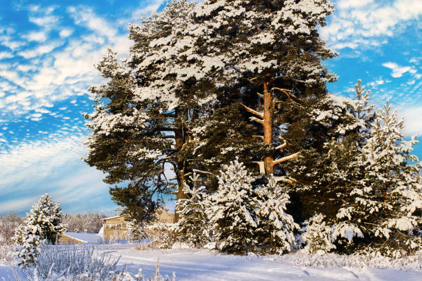 fichten und kiefern am straßenrand sind an klaren wintertagen mit einer scheune im hintergrund mit schnee bedeckt. - pinaceous stock-fotos und bilder