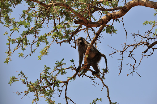 Vervet monkey, black face, bright eyes, gray, africa, south africa