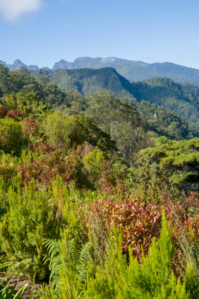 istock Madeira island Portugal 2148042981