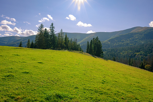 Gorgeous mountain pasture on a summer day under a blue sunshine sky with clouds. Spruce trees on the green hills of the Carpathian mountains. Ukraine.