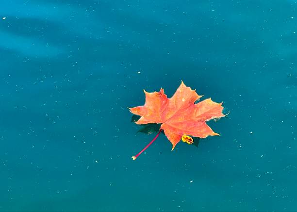 Bright maple leaf on blue surface of mountain lake. Autumn background, fall illustration