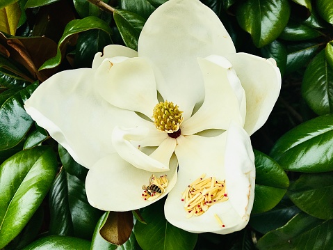White Southern Magnolia with a bee on the petal