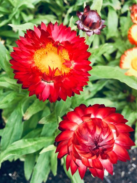 istock Red and Yellow Strawflower Blossoms 2148044316