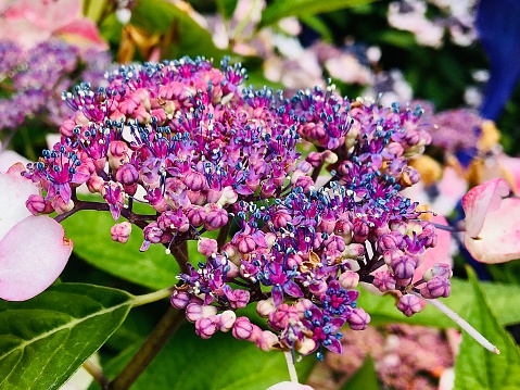 Cluster of Hydrengea in pinks and purples