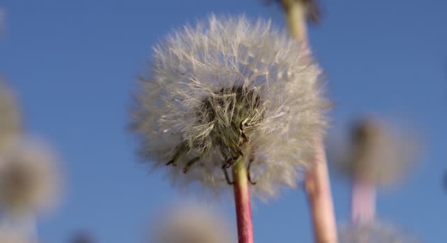 a field with white dandelion flowers in close-up