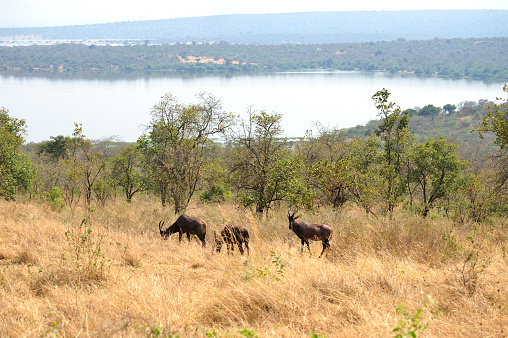 waterbok