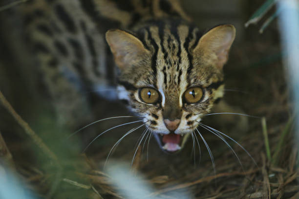 il gatto marmorizzato o pardofelis marmorata sibila - marmorata foto e immagini stock