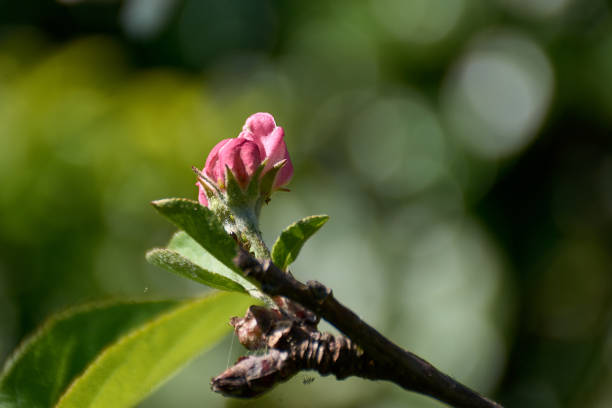 An apple tree branch with green leaves and a pink bud sprouting with a green blur background