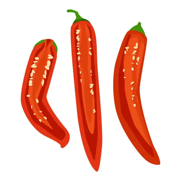 Vector illustration of Red chilli pepper