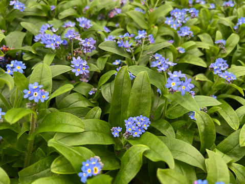 Forget Me Not in bloom at garden market