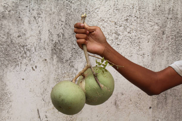 Aegle marmelos or bel fruits holding with hand