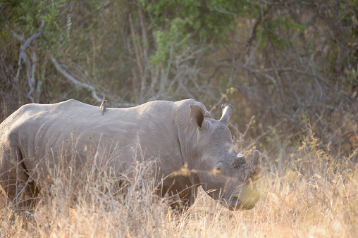 A white rhinoceros (Ceratotherium simum) in natural habitat, South Africa\