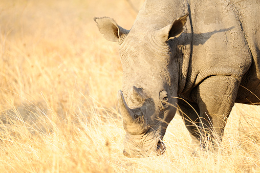 A white rhinoceros (Ceratotherium simum) in natural habitat, South Africa\