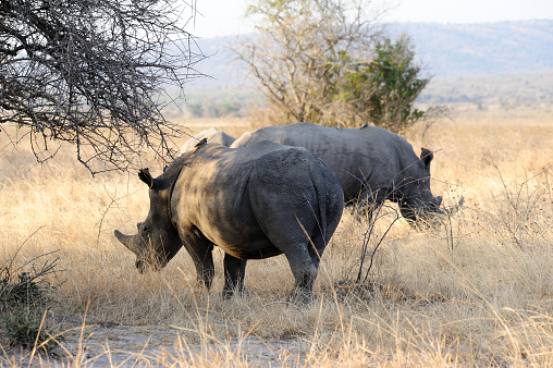 Portrait of a black rhinoceros grassing in the bush of Old Pajeta game reserve in Kenya