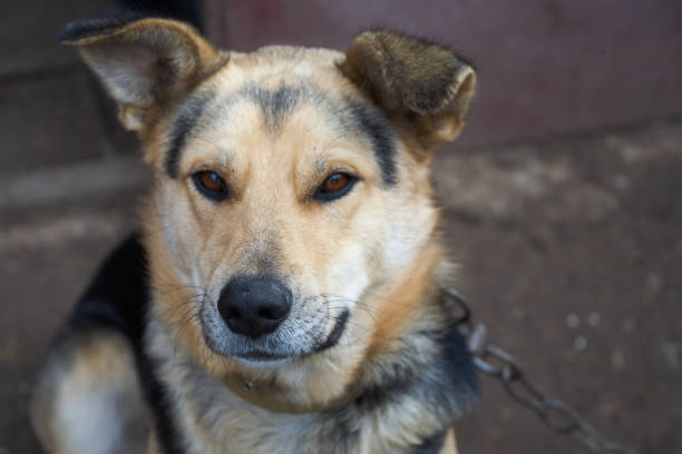 istock cute breedless dog, stray dog 2148048137