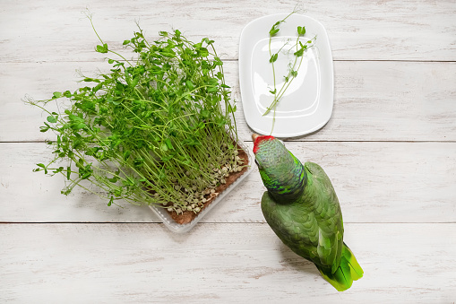 Beautiful large green Amazon parrot at a tray with fresh peas microgrowth sprouts. Additional nutrition, vitamins, the concept of a healthy diet. Top view.