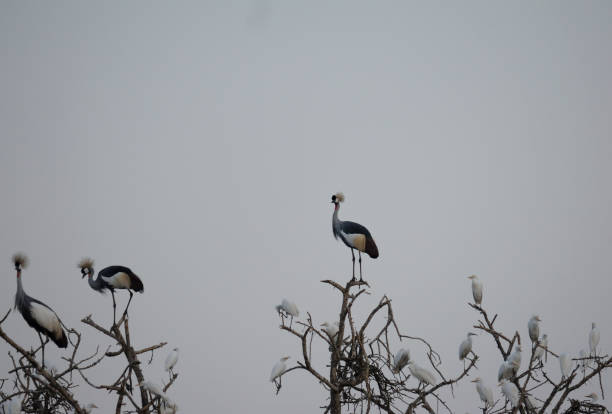 Schwarzhalsreiher / Black-headed heron / Ardea melanocephala