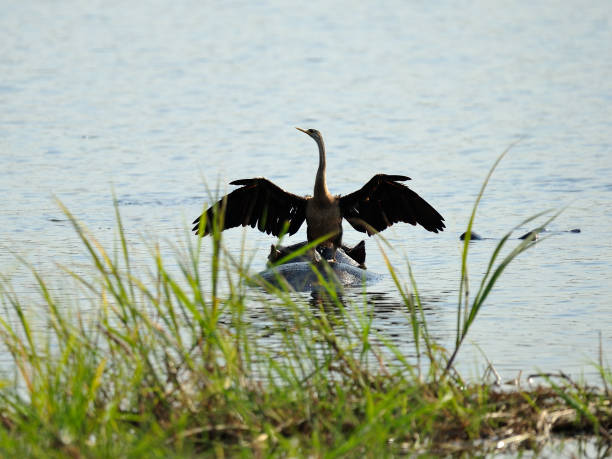 istock vogels visarend, aalsvogel 2148048874