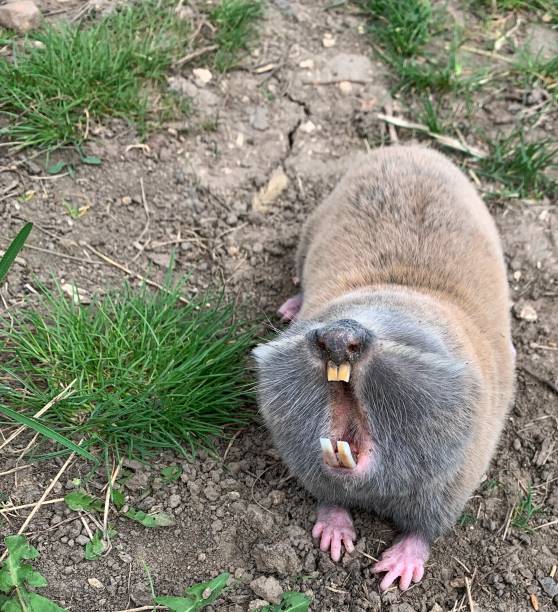 Image of the common mole rat Spalax.