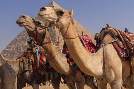 Some camels close to camera in front of the great pyramid looking ahead