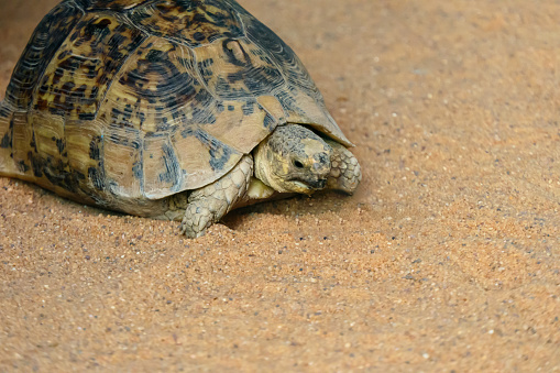 Little turtle walking on sandy ground on a hot summer day. Copy space