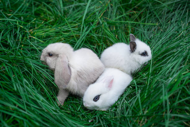 istock Mini rabbits - dutch ram and hotot sit on a green grass 2148050220