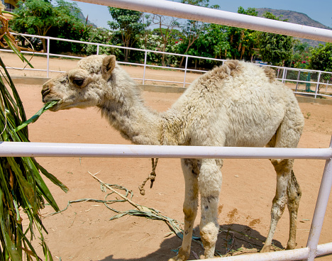 A camel stands alone inside a large enclosure at the zoo
