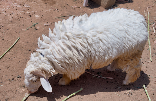 A detailed view of a white sheep's face on a farm, with soft focus on the background