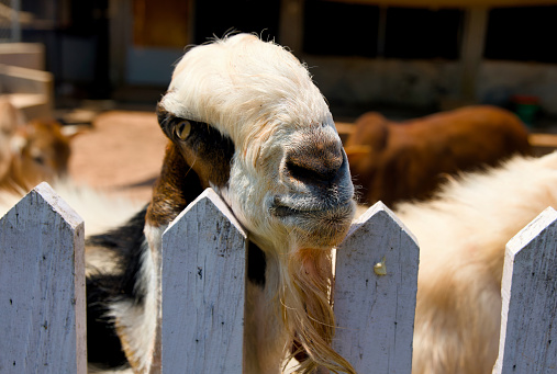 A close-up portrait of a brown and white goat with a friendly expression