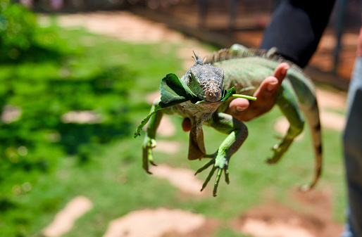 A close-up photo of a bright green iguana perched contentedly on a mans hand, savoring a fresh, leafy treat