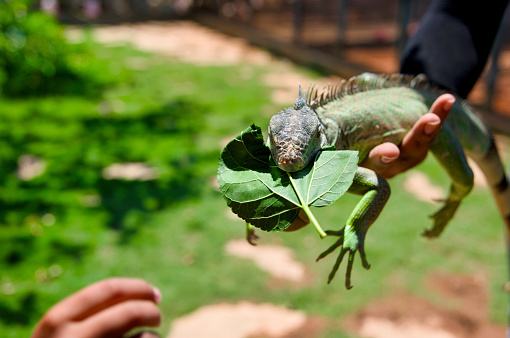 A close-up photo of a green iguana perched comfortably on a person's hand, munching on a fresh green leaf.