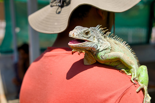 A heartwarming image of a man wearing a hat with a green iguana perched contentedly on his shoulder