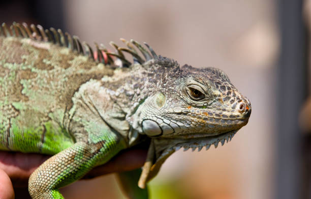 istock Close up of a green iguana 2148050454