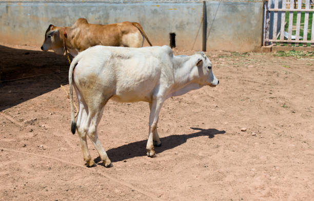 White cow standing in the paddock on a sunny summer day