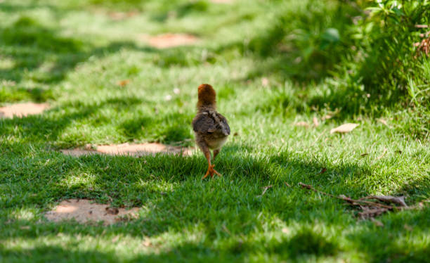 A close-up photo of a fluffy baby chick curiously exploring a vibrant green patch of grass